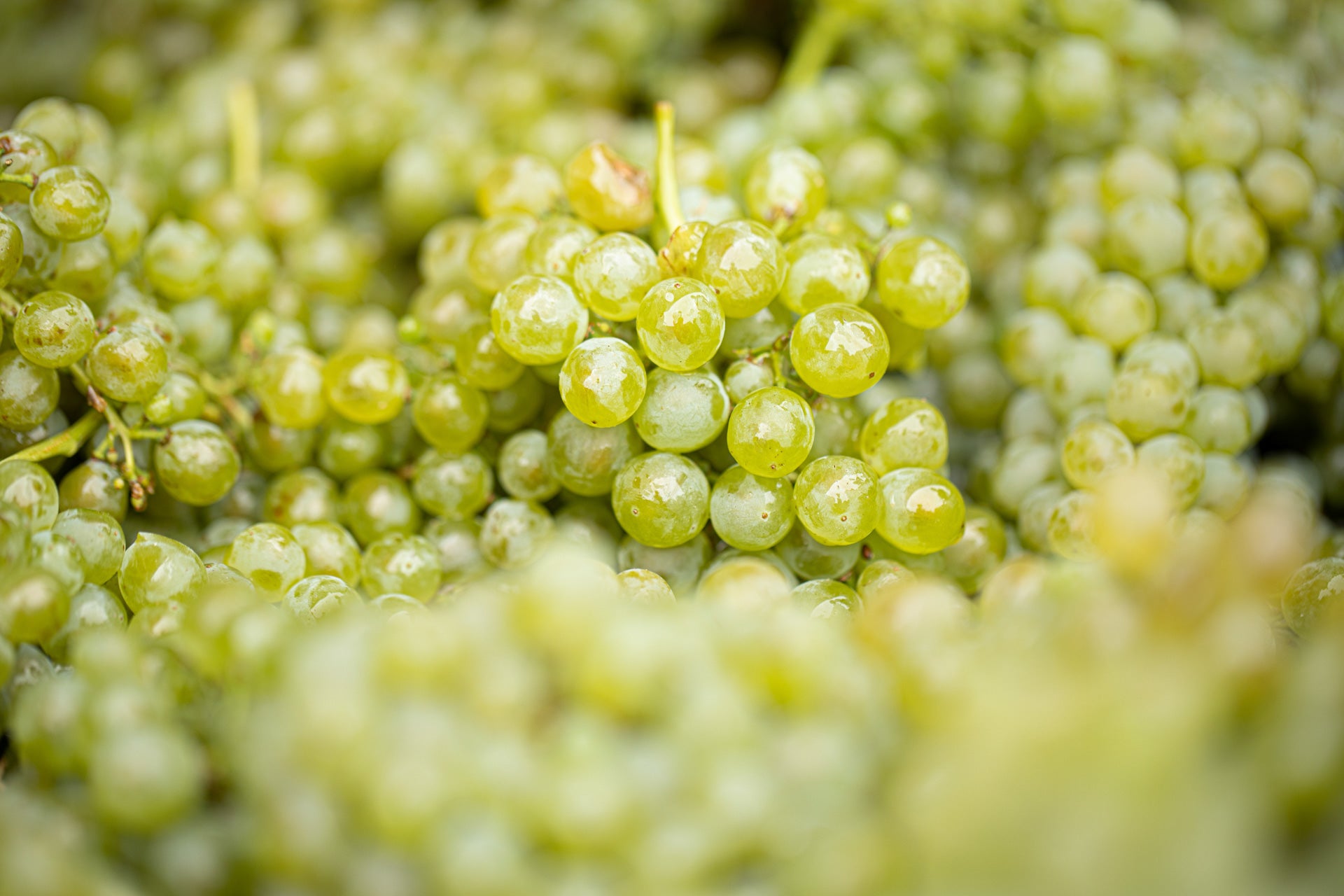 Crushin' This Years Vintage - Part 1