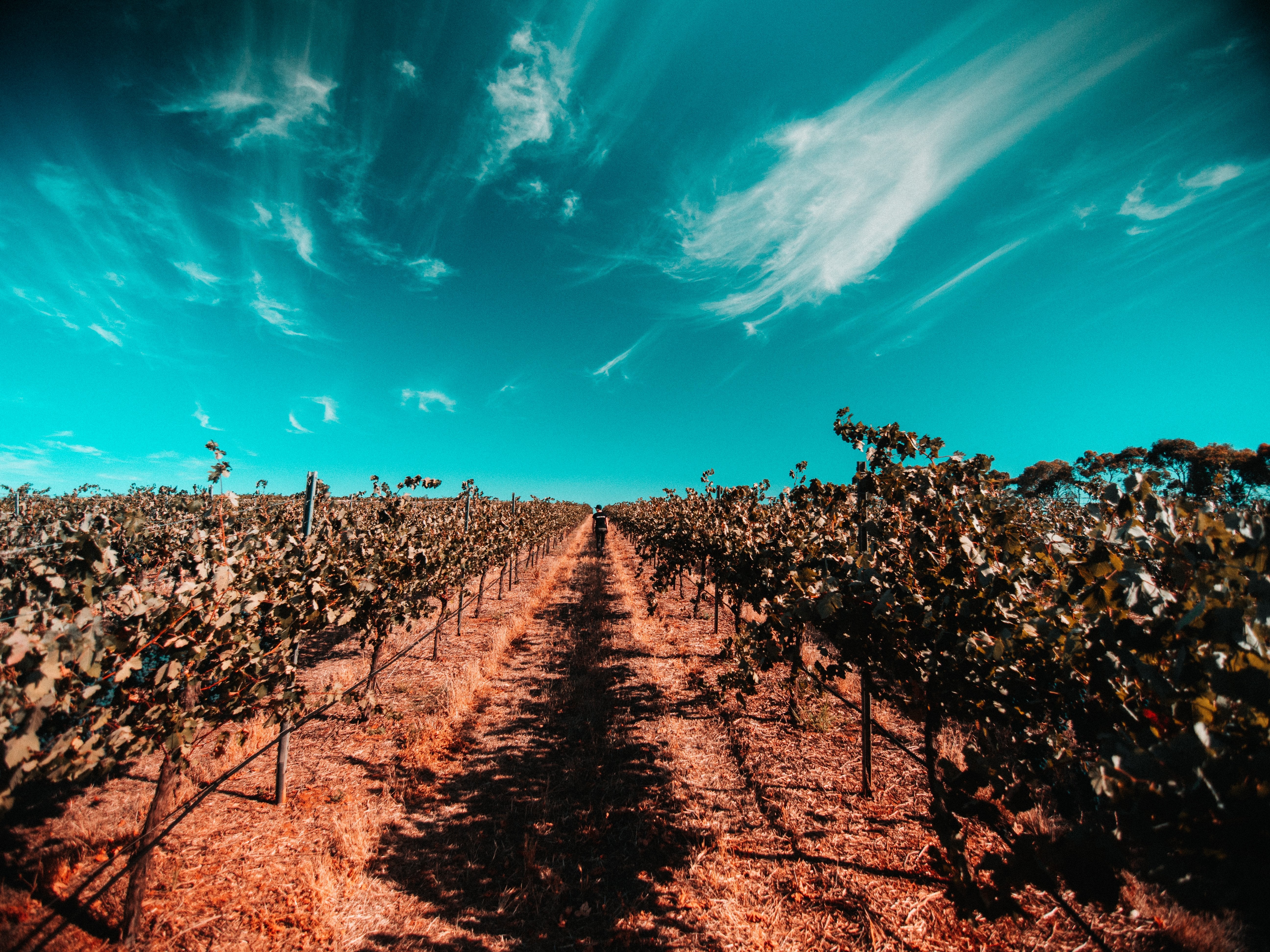 5 Underrated Aussie Wine Regions-Unico Zelo
