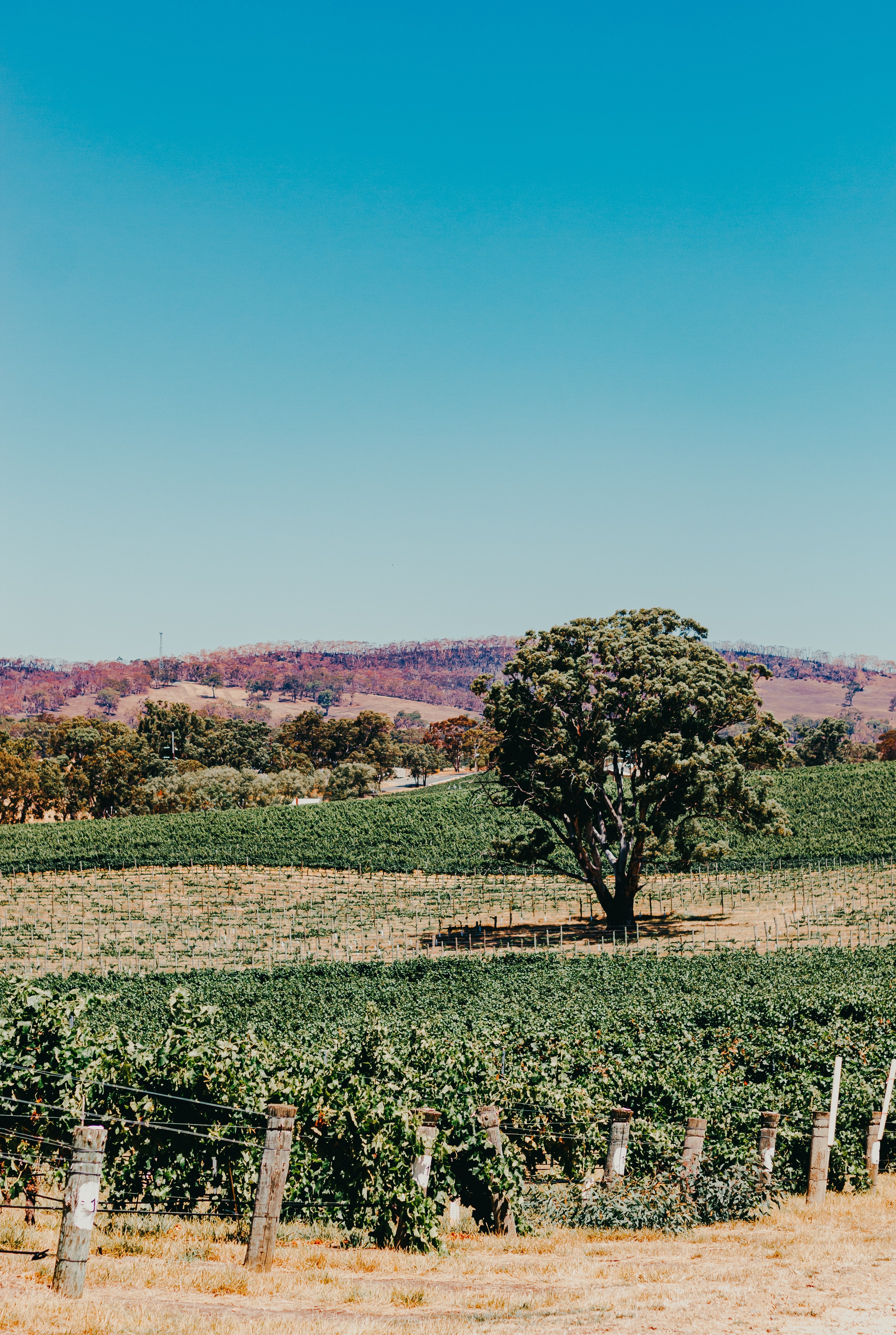 Blog & Vlog-5 Emerging Wine Regions-Unico Zelo-Blog-Vlog-Wine