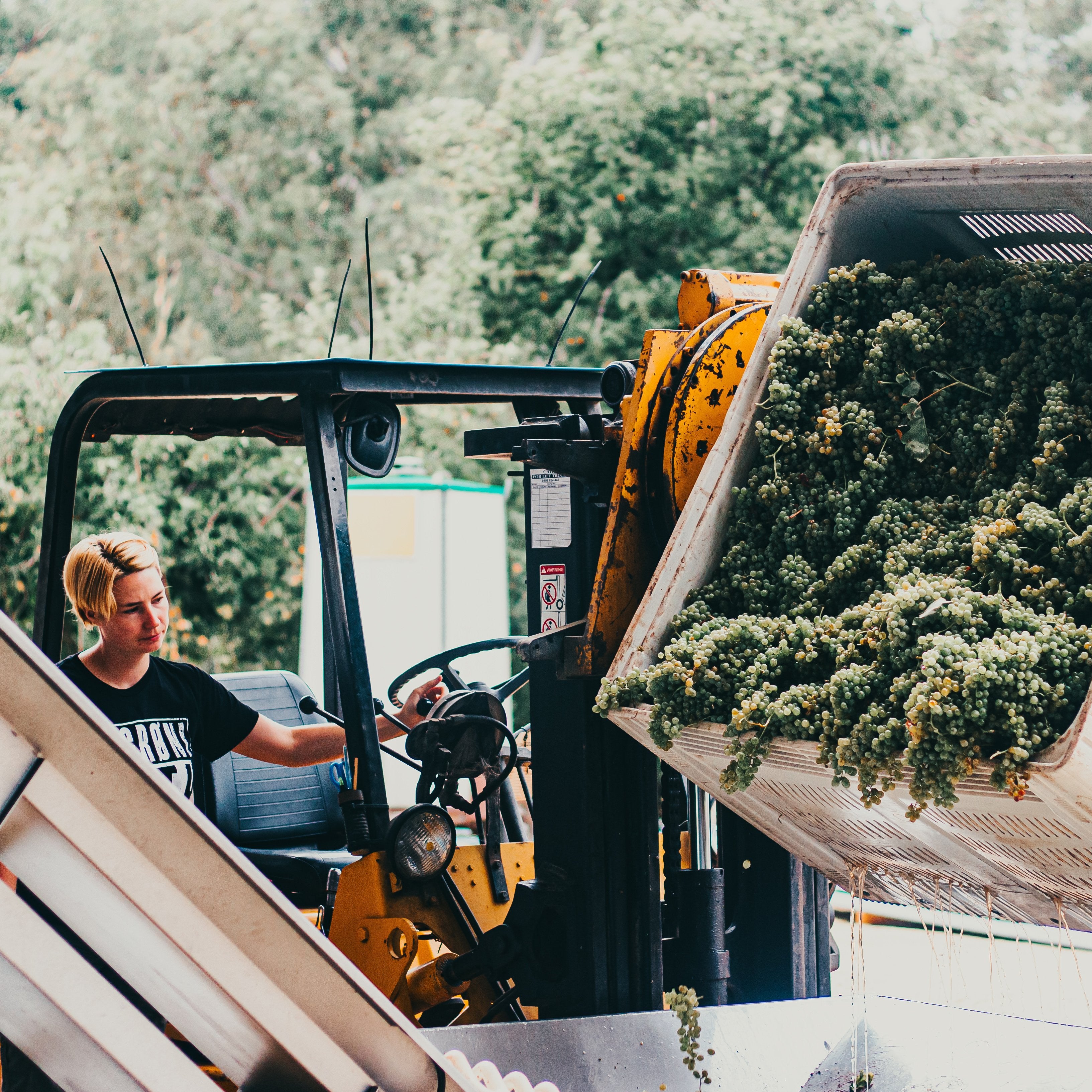 10 Awesome Australian Fianos-Unico Zelo