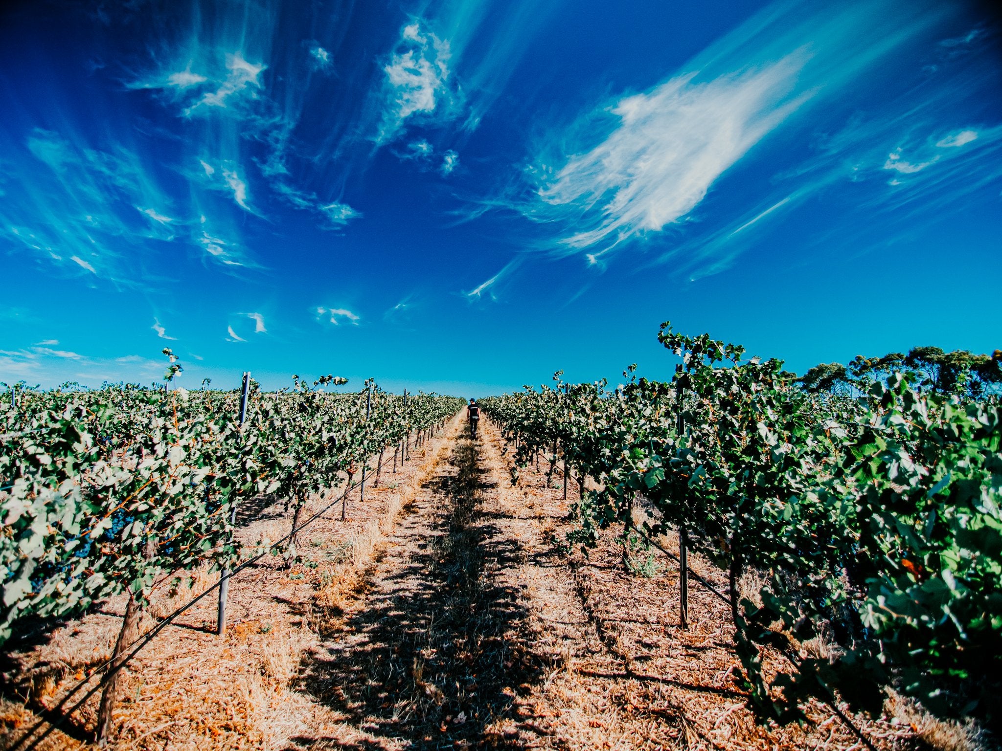 Blog & Vlog-What Is Australian Wine Really?-Unico Zelo-Blog-Vlog-Wine