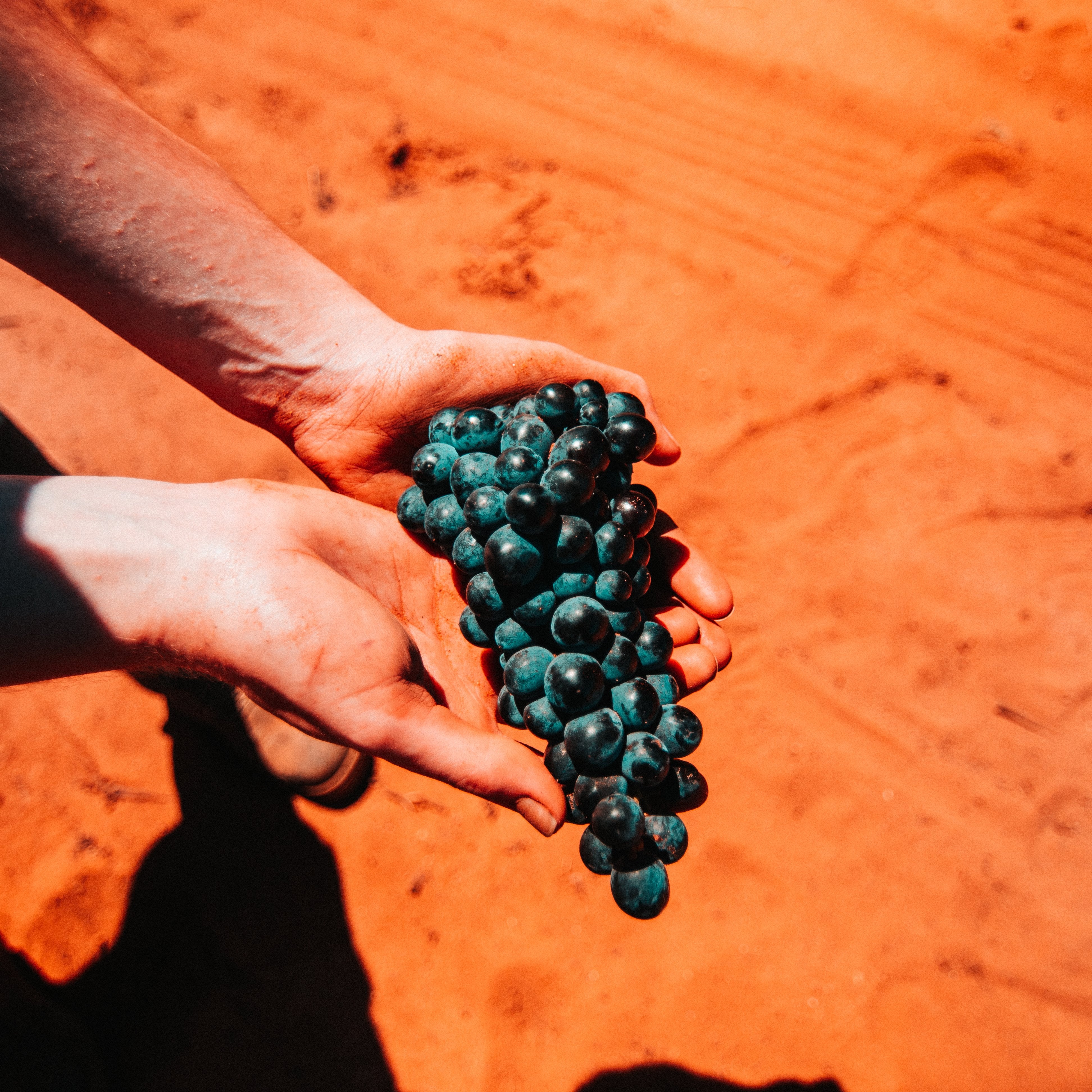 Grape Heads #1: The Whole Picture-Unico Zelo