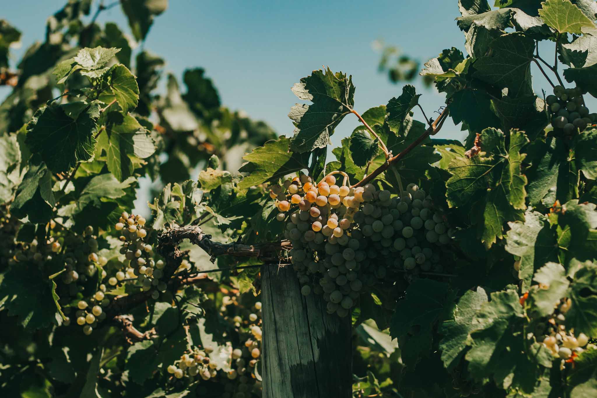 fiano