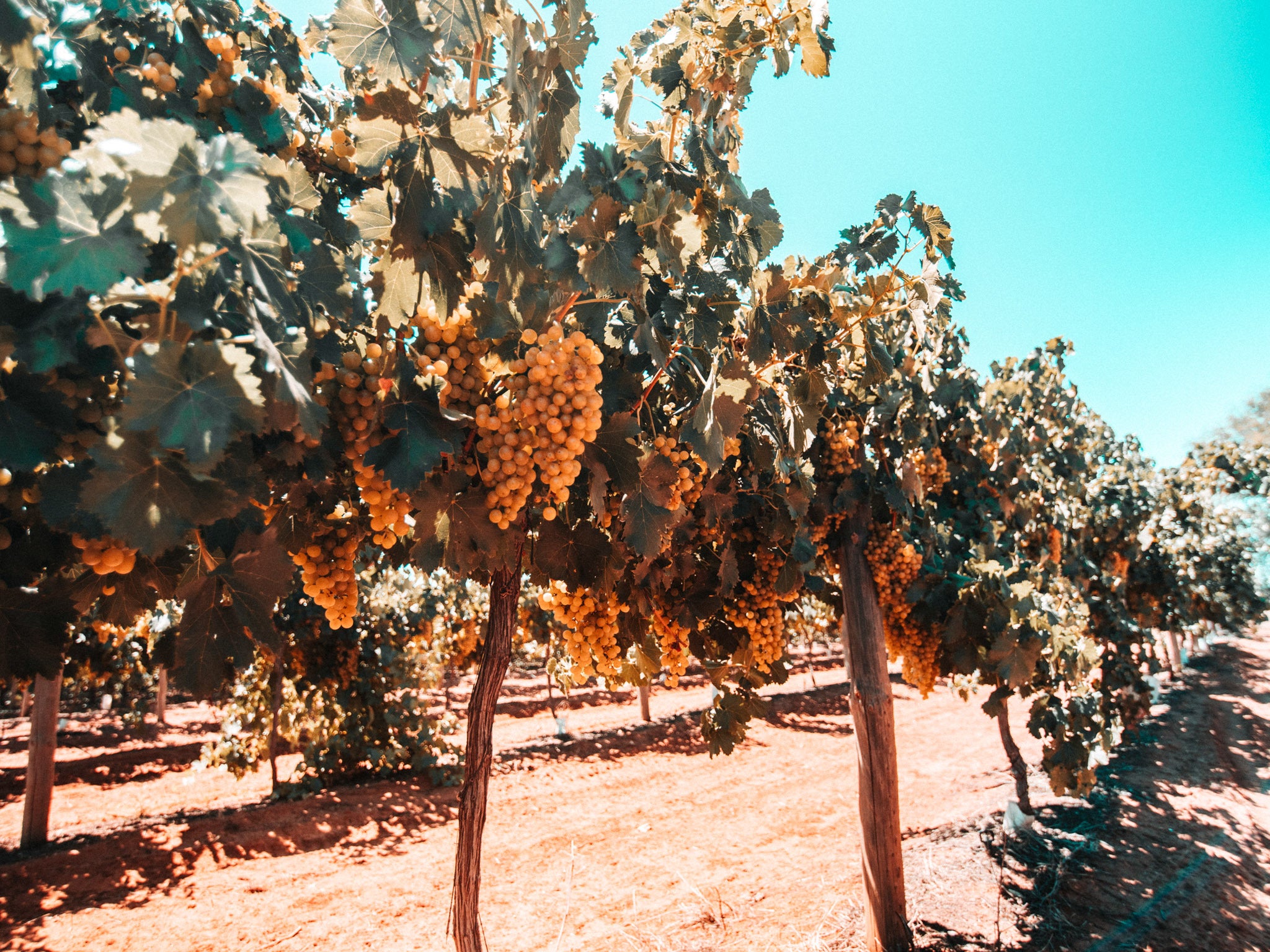 6 Grape Varieties We'd Love to See in Australia