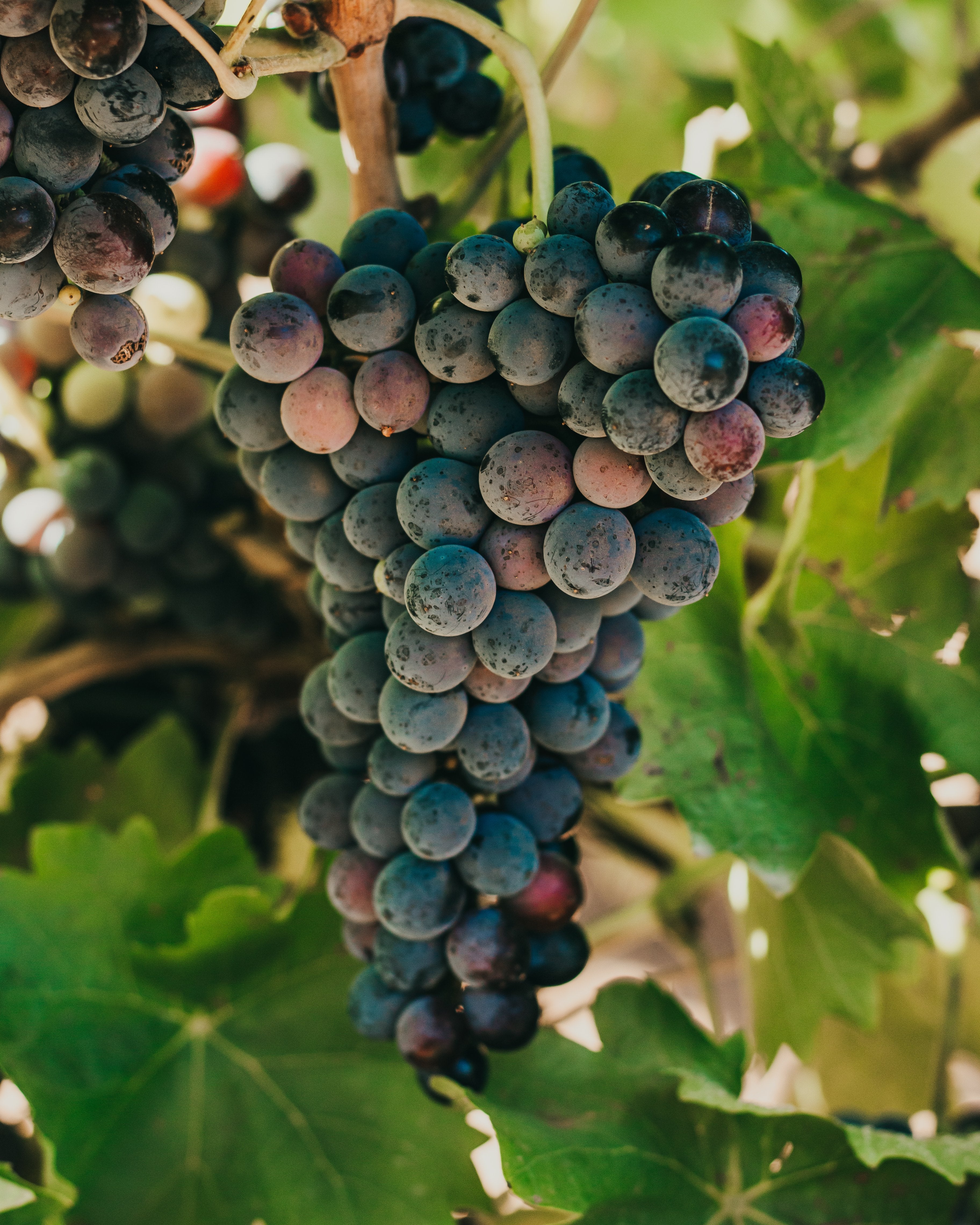 10 Must Try Australian Neros-Unico Zelo