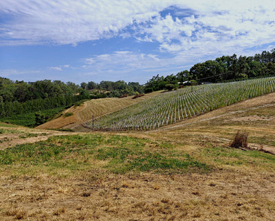 The rolling Adelaide Hills hold some of the best sites for world-class Chardonnay.