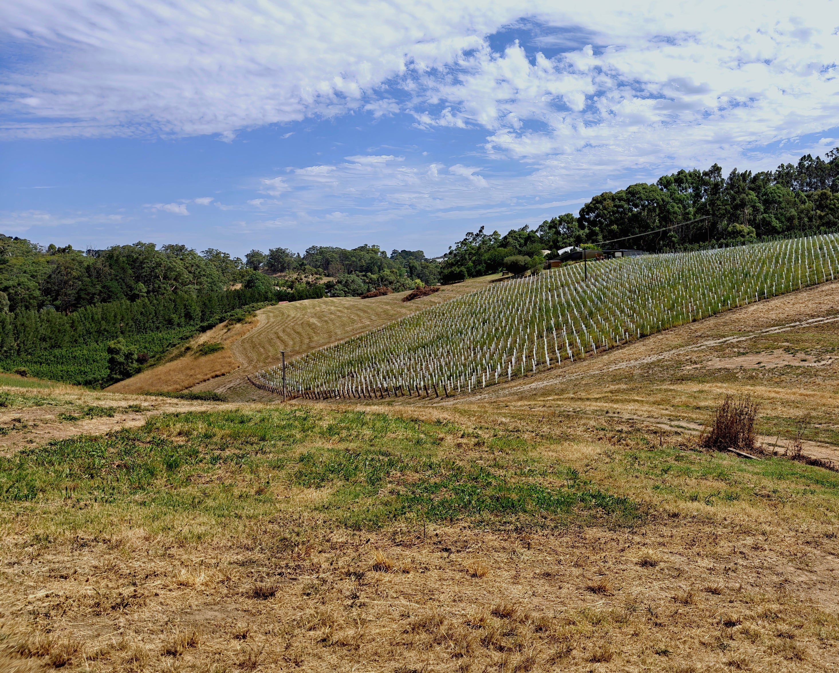 The rolling Adelaide Hills hold some of the best sites for world-class Chardonnay.