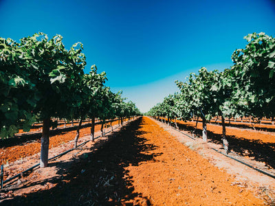 What's That Grape: Barbera