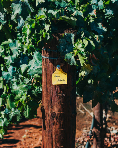 Blog & Vlog-Why Do We Love Nero?-Unico Zelo-Blog-Vlog-Wine